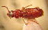  (Sirdenus - BGE_00900_C04)  @11 [ ] Copyright (c) (2025) Zinenko Oleksandr Museum of Nature of V.N. Karazin Kharkiv National University
