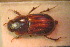  ( - BGE_00900_C06)  @11 [ ] Copyright (c) (2025) Zinenko Oleksandr Museum of Nature of V.N. Karazin Kharkiv National University