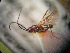  ( - BGE_00900_C07)  @11 [ ] Copyright (c) (2025) Zinenko Oleksandr Museum of Nature of V.N. Karazin Kharkiv National University
