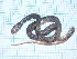  ( - gDNA MTD-TD 25638 2.0 I)  @11 [ ] Copyright (c) (2025) Zinenko Oleksandr Museum of Nature of V.N. Karazin Kharkiv National University