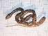  ( - gDNA MTD-TD 25638 2.0 I)  @11 [ ] Copyright (c) (2025) Zinenko Oleksandr Museum of Nature of V.N. Karazin Kharkiv National University