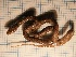  ( - gDNA MTD-TD 25638 2.0 I)  @11 [ ] Copyright (c) (2025) Zinenko Oleksandr Museum of Nature of V.N. Karazin Kharkiv National University