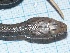  ( - gDNA MTD-TD 25638 2.0 I)  @11 [ ] Copyright (c) (2025) Zinenko Oleksandr Museum of Nature of V.N. Karazin Kharkiv National University