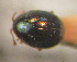  (Mniophila taurica - BGE_00900_D05)  @11 [ ] Copyright (c) (2025) Zinenko Oleksandr Museum of Nature of V.N. Karazin Kharkiv National University