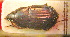  ( - BGE_00900_E11)  @11 [ ] Copyright (c) (2025) Zinenko Oleksandr Museum of Nature of V.N. Karazin Kharkiv National University