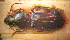  (Harpalus simplicidens - BGE_00900_F11)  @11 [ ] Copyright (c) (2025) Zinenko Oleksandr Museum of Nature of V.N. Karazin Kharkiv National University