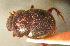  (Onthophagus kondaoensis - BGE_00900_F06)  @11 [ ] Copyright (c) (2025) Zinenko Oleksandr Museum of Nature of V.N. Karazin Kharkiv National University