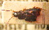  (Stenolophus sinensis - BGE_00900_G11)  @11 [ ] Copyright (c) (2025) Zinenko Oleksandr Museum of Nature of V.N. Karazin Kharkiv National University