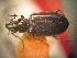  ( - BGE_00900_G01)  @11 [ ] Copyright (c) (2025) Zinenko Oleksandr Museum of Nature of V.N. Karazin Kharkiv National University