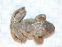  ( - gDNA MTD-TD 25623)  @11 [ ] Copyright (c) (2025) Zinenko Oleksandr Museum of Nature of V.N. Karazin Kharkiv National University