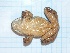  ( - gDNA MTD-TD 25623)  @11 [ ] Copyright (c) (2025) Zinenko Oleksandr Museum of Nature of V.N. Karazin Kharkiv National University