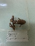  (Rana dybowskii - gDNA MTD-TD 25644 2.0)  @11 [ ] Copyright (c) (2025) Glib Mazepa Museum of Nature of V.N. Karazin Kharkiv National University