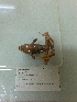  ( - gDNA MTD-TD 25644)  @11 [ ] Copyright (c) (2025) Glib Mazepa Museum of Nature of V.N. Karazin Kharkiv National University