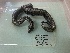  (Vipera kaznakovi - gDNA MTD-TD 25641 2.0 I)  @11 [ ] Copyright (c) (2025) Glib Mazepa Museum of Nature of V.N. Karazin Kharkiv National University