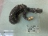  ( - gDNA MTD-TD 25641 3.0)  @11 [ ] Copyright (c) (2025) Glib Mazepa Museum of Nature of V.N. Karazin Kharkiv National University
