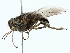  ( - BIOUG80128-A04)  @11 [ ] CreativeCommons - Attribution (2022) CBG Photography Group Centre for Biodiversity Genomics