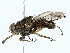  (Glossina swynnertoni - BIOUG80130-C05)  @11 [ ] CreativeCommons - Attribution (2022) CBG Photography Group Centre for Biodiversity Genomics
