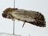  ( - BIOUG85475-F12)  @11 [ ] CreativeCommons - Attribution (2022) CBG Photography Group Centre for Biodiversity Genomics