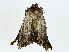  ( - BIOUG91294-C05)  @11 [ ] CreativeCommons - Attribution (2022) CBG Photography Group Centre for Biodiversity Genomics