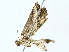  ( - BIOUG95350-F10)  @11 [ ] CreativeCommons - Attribution (2022) CBG Photography Group Centre for Biodiversity Genomics