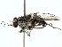  ( - BIOUG95351-A06)  @11 [ ] CreativeCommons - Attribution (2022) CBG Photography Group Centre for Biodiversity Genomics