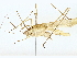  (Horatosphaga - BIOUG95351-C11)  @11 [ ] CreativeCommons - Attribution (2022) CBG Photography Group Centre for Biodiversity Genomics