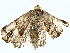  ( - BIOUG95352-D08)  @11 [ ] CreativeCommons - Attribution (2022) CBG Photography Group Centre for Biodiversity Genomics