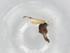  (Culicoides nivosus - BIOUG95815-E06)  @11 [ ] CreativeCommons - Attribution (2023) Centre for Biodiversity Genomics Centre for Biodiversity Genomics
