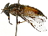  ( - BIOUG89975-A01)  @11 [ ] CreativeCommons - Attribution (2022) CBG Photography Group Centre for Biodiversity Genomics
