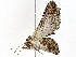  ( - BIOUG89975-F02)  @11 [ ] CreativeCommons - Attribution (2022) CBG Photography Group Centre for Biodiversity Genomics