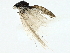 ( - BIOUG89980-F03)  @11 [ ] CreativeCommons - Attribution (2022) CBG Photography Group Centre for Biodiversity Genomics