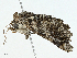  ( - BIOUG97770-G01)  @11 [ ] CreativeCommons - Attribution (2023) CBG Photography Group Centre for Biodiversity Genomics