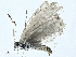  ( - BIOUG97772-D11)  @11 [ ] CreativeCommons - Attribution (2023) CBG Photography Group Centre for Biodiversity Genomics