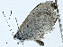  ( - BIOUG97772-D12)  @11 [ ] CreativeCommons - Attribution (2023) CBG Photography Group Centre for Biodiversity Genomics
