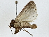  ( - BIOUG91296-A05)  @11 [ ] CreativeCommons - Attribution (2022) CBG Photography Group Centre for Biodiversity Genomics