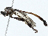  ( - BIOUG97749-B11)  @11 [ ] CreativeCommons - Attribution (2023) CBG Photography Group Centre for Biodiversity Genomics