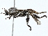  ( - BIOUG97750-A09)  @11 [ ] CreativeCommons - Attribution (2023) CBG Photography Group Centre for Biodiversity Genomics