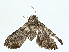  ( - BIOUG98709-H05)  @11 [ ] CreativeCommons - Attribution (2023) CBG Photography Group Centre for Biodiversity Genomics