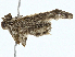  ( - BIOUG97763-C04)  @11 [ ] CreativeCommons - Attribution (2023) CBG Photography Group Centre for Biodiversity Genomics