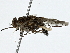  ( - BIOUG91343-F03)  @11 [ ] CreativeCommons - Attribution (2022) CBG Photography Group Centre for Biodiversity Genomics