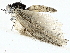  ( - BIOUG91344-E03)  @11 [ ] CreativeCommons - Attribution (2022) CBG Photography Group Centre for Biodiversity Genomics
