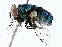  ( - BIOUG95348-C04)  @11 [ ] CreativeCommons - Attribution (2022) CBG Photography Group Centre for Biodiversity Genomics