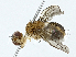  (Glaurocarini - BIOUG98712-C12)  @11 [ ] CreativeCommons - Attribution (2023) CBG Photography Group Centre for Biodiversity Genomics