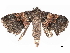  ( - BIOUG91298-G02)  @11 [ ] CreativeCommons - Attribution Non-Commercial Share-Alike (2022) CBG Photography Group Centre for Biodiversity Genomics