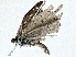  ( - BIOUG91340-B06)  @11 [ ] CreativeCommons - Attribution (2022) CBG Photography Group Centre for Biodiversity Genomics