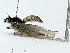  ( - BIOUG91340-B12)  @11 [ ] CreativeCommons - Attribution (2022) CBG Photography Group Centre for Biodiversity Genomics