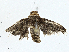  ( - BIOUG97753-A04)  @11 [ ] CreativeCommons - Attribution (2023) CBG Photography Group Centre for Biodiversity Genomics