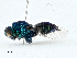  ( - BIOUG97753-F06)  @11 [ ] CreativeCommons - Attribution (2023) CBG Photography Group Centre for Biodiversity Genomics