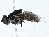  ( - CBG-A00306-F07)  @11 [ ] CreativeCommons - Attribution (2023) CBG Photography Group Centre for Biodiversity Genomics