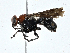  ( - BIOUG97767-E07)  @11 [ ] CreativeCommons - Attribution (2023) CBG Photography Group Centre for Biodiversity Genomics